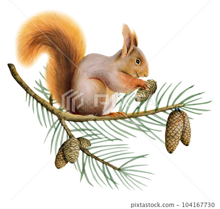Orange red squirrel on spruce tree branch with pine cones watercolor illustration of forest animal isolated on white background 104167730