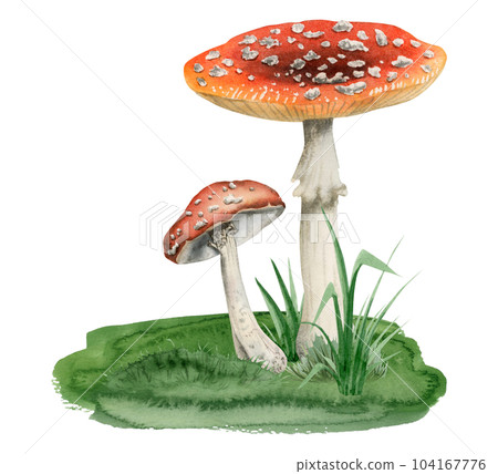 Red white fly agaric mushrooms growing in green grass watercolor illustration of Amanita muscaria spotted poisonous and toxic plants isolated on white background 104167776