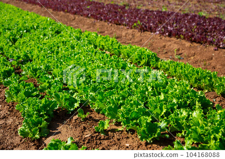 Green lettuce plantation Green lettuce plantation 104168088
