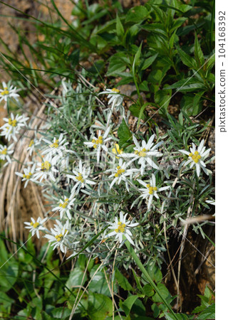 盛開在谷川山的初夏高山植物“細葉紅杉雪草” 盛開在谷川山的初夏高山植物“細葉紅杉雪草” 104168392