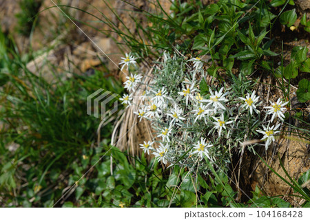 Early summer alpine plant "Hosobahinausuyukisou" blooming on Mt. Tanigawa 104168428