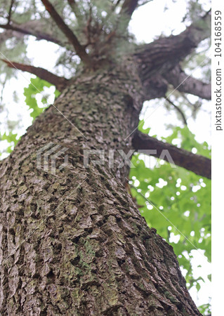 Tree bark image 2 Tree bark image 2 104168559