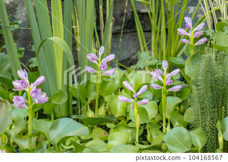Blooming flower Water Hyacinth. Beautiful Eichhornia opening up in pond is surrounded by leaves. Growing blossom Hyacinth in lake. Blooming flower Water Hyacinth. Beautiful Eichhornia opening up in pond is surrounded by leaves. Growing blossom Hyacinth in lake. 104168567