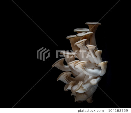 Grey Oyster mushrooms isolated on black background Grey Oyster mushrooms isolated on black background 104168569