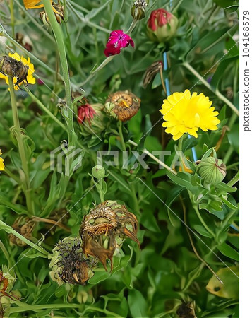 一張春天的花朵照片。 一張春天的花朵照片。 104168579
