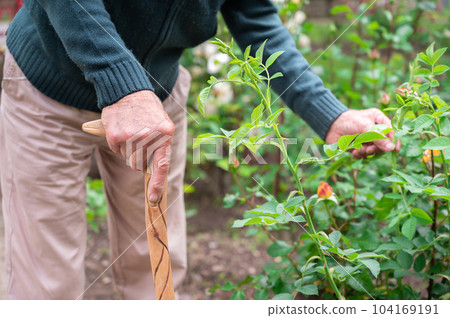 Elder man take care of plants at garden of nursing home for retirement Elder man take care of plants at garden of nursing home for retirement 104169191