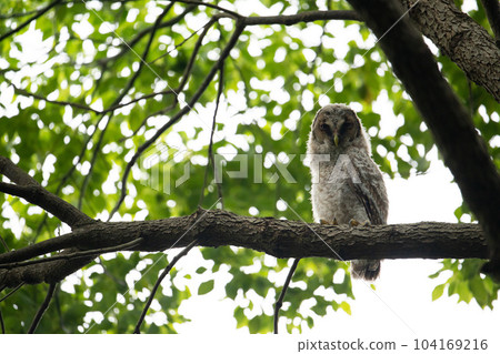 初夏在森林裡休息的幼貓頭鷹 104169216