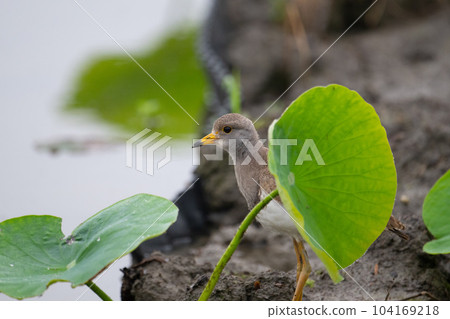 初夏，一隻鈕扣小鳥在荷花岸邊休息02 104169218