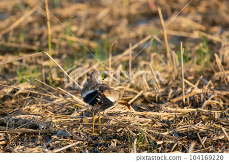 初夏在休耕地裡打扮的凱里幼鳥 104169220