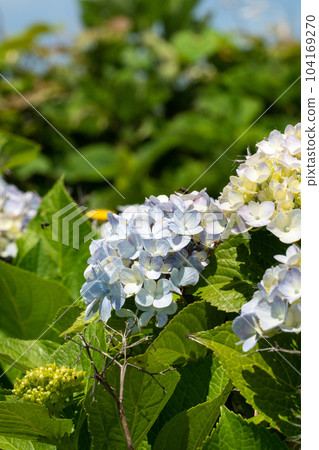 hydrangea plant flower hydrangea flower アジサイ あじさい hydrangea plant flower hydrangea flower アジサイ あじさい 104169270