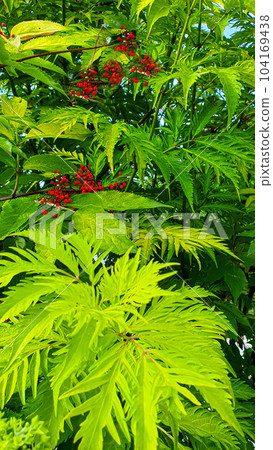 Decorative trees and plants in the garden. Parks and places for recreation. 104169438