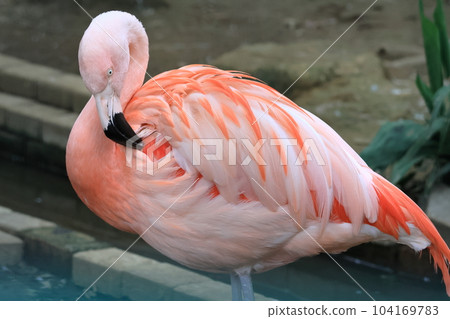 Flamingo  104169783