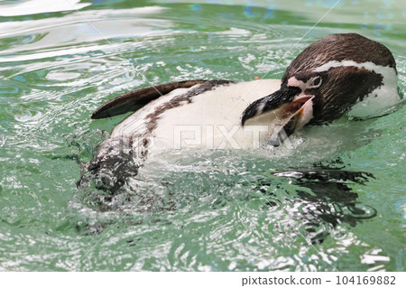 洪堡企鵝 104169882