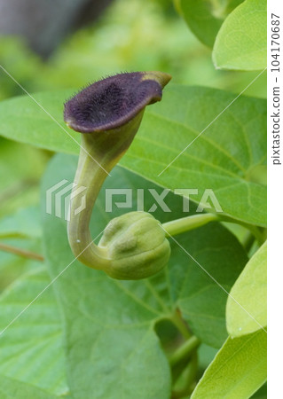 角金槍魚的花 104170687