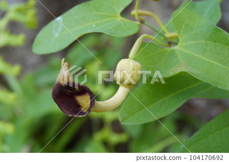 角金槍魚的花 角金槍魚的花 104170692