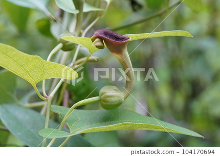 角金槍魚的花 角金槍魚的花 104170694