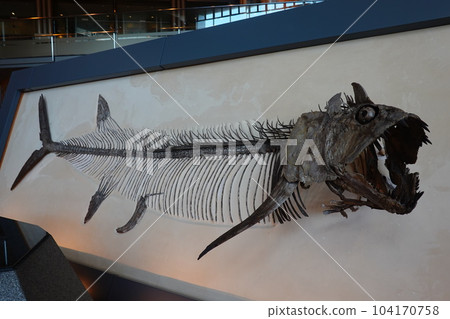 Kanagawa Prefectural Life Science Museum Kanagawa Prefectural Life Science Museum 104170758