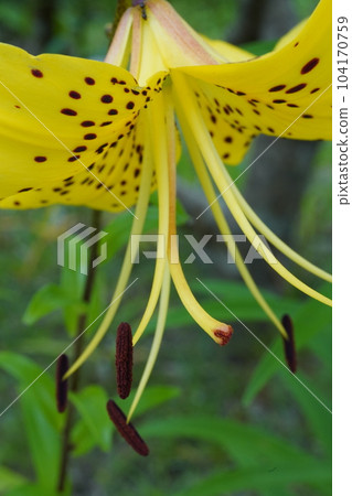 Star lily Lilium lancifolium var. flaviflorum Star lily Lilium lancifolium var. flaviflorum 104170759