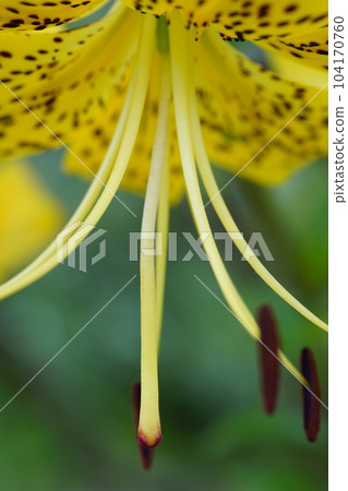 Star lily Lilium lancifolium var. flaviflorum Star lily Lilium lancifolium var. flaviflorum 104170760