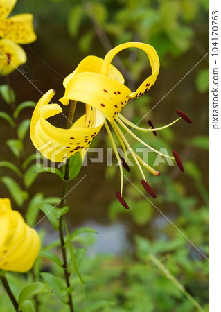 Star lily Lilium lancifolium var. flaviflorum Star lily Lilium lancifolium var. flaviflorum 104170763