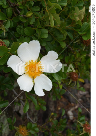 white flower of kakayan rose 104170809