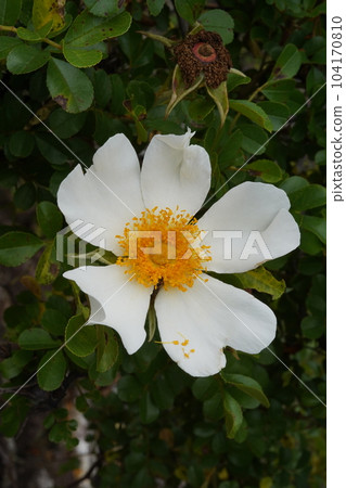 white flower of kakayan rose 104170810