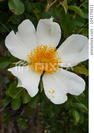 white flower of kakayan rose 104170811
