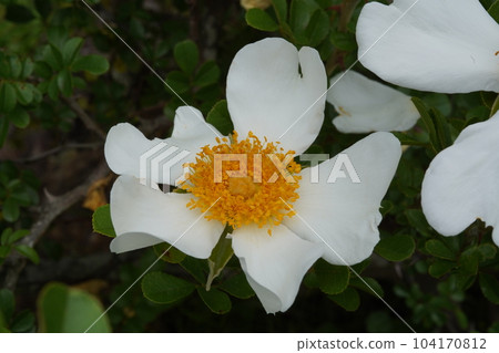white flower of kakayan rose 104170812