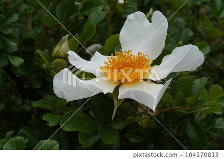 white flower of kakayan rose 104170813