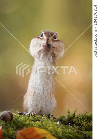 Chipmunk in autumn at Tateshina Highland Chipmunk in autumn at Tateshina Highland 104170814
