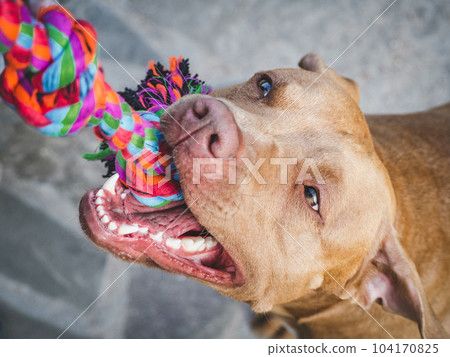 Cute dog and play rope. Close-up, outdoors Cute dog and play rope. Close-up, outdoors 104170825