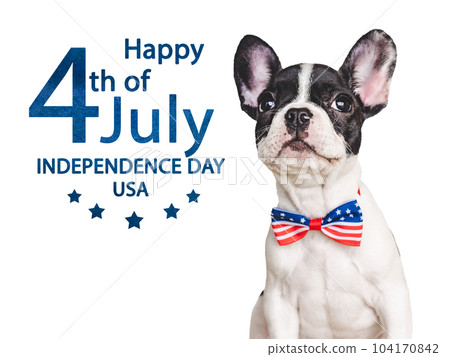 Happy Independence Day. American Flag and cute brown puppy 104170842