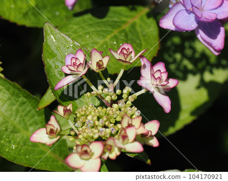 Hydrangea blooming beautifully during the rainy season 104170921