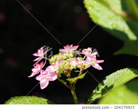 Hydrangea blooming beautifully during the rainy season 104170925