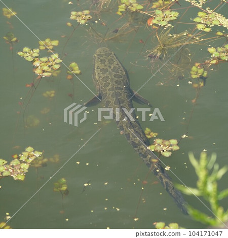 Snakehead lurking in the waterweeds of the moat Snakehead lurking in the waterweeds of the moat 104171047