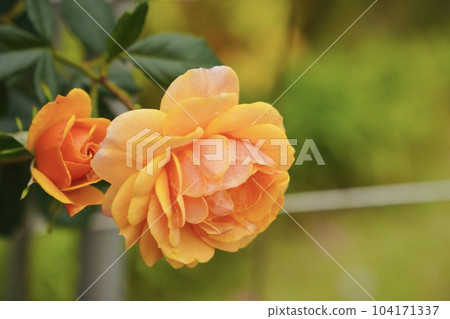 Rose   104171337