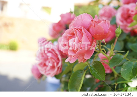 Rose   104171343