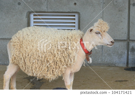 綿羊 綿羊 綿羊 家畜 綿羊 綿羊 綿羊 家畜 104171421