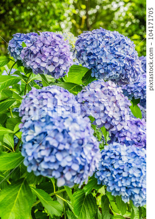 Hydrangea in Asuka Path Hydrangea in Asuka Path 104171705
