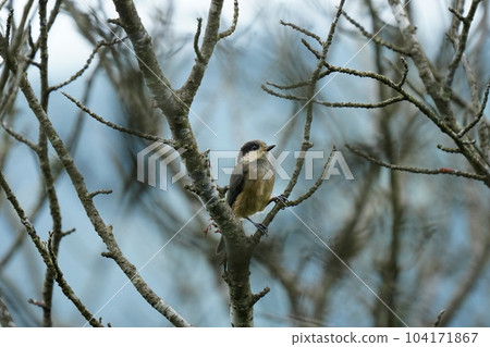 Varied tit juvenile bird that feels at a loss because it can't get food well Varied tit juvenile bird that feels at a loss because it can't get food well 104171867