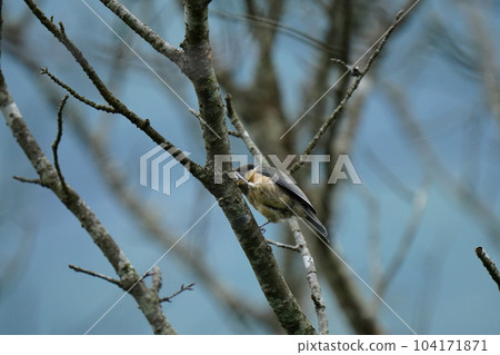 Varied tit juvenile bird that feels at a loss because it can't get food well 104171871