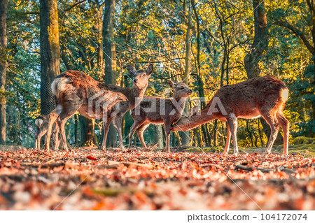 Nara Park in autumn is a beautiful season of autumn leaves, and a family of deer 104172074