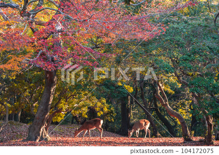 Deer in Nara Park with dazzling autumn leaves 104172075