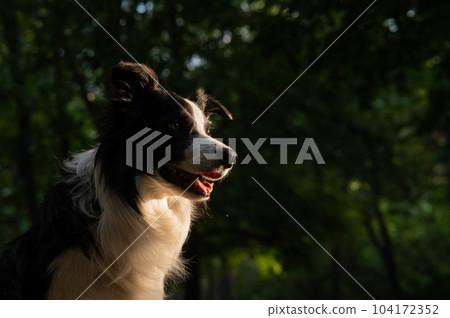 Portrait of a black and white border collie walking in the woods at sunset.  104172352