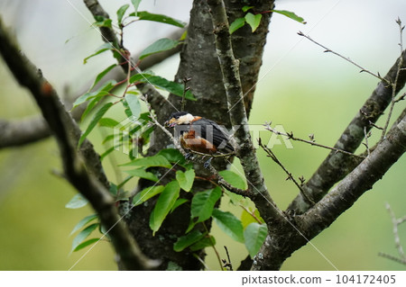 Varied tit diligently taking food for the chicks that are ready to eat Varied tit diligently taking food for the chicks that are ready to eat 104172405