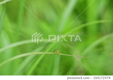 Rhinoceros hiratabu 104172479