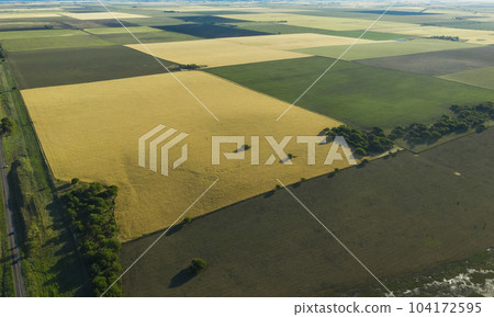 Wheat field ready to harvest, in the Pampas plain, La Pampa, Argentina. Wheat field ready to harvest, in the Pampas plain, La Pampa, Argentina. 104172595
