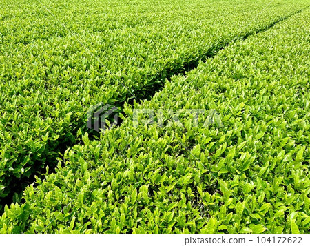 Tea plantation with sprouts Tea plantation with sprouts 104172622