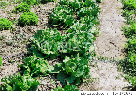 Growing lettuce in home garden provides fresh nutritious source of greens, free from pesticides chemicals 104172675