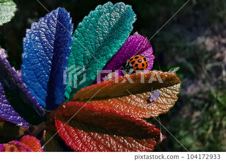 macro micro world 005 104172933